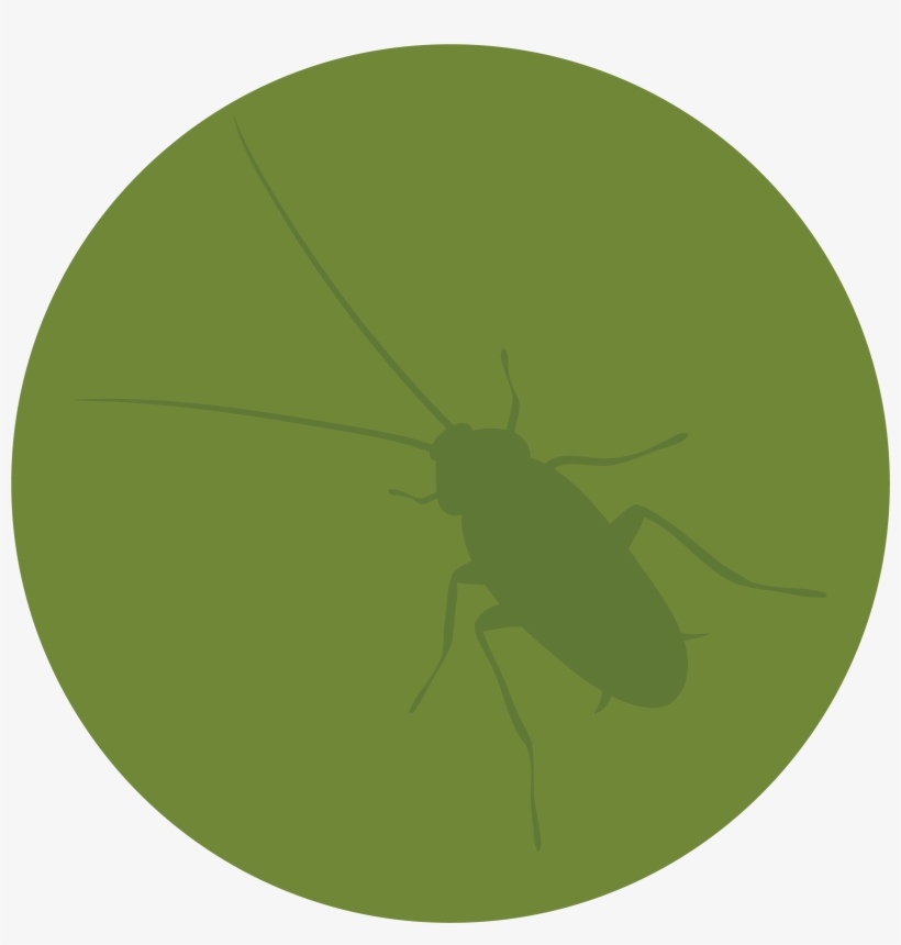 Pest Control - Net-winged Insects, transparent png