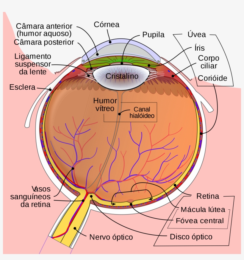 Open - Schematic Diagram Of Eye, transparent png