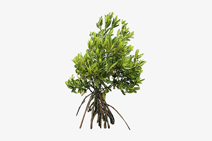 Up To The Top - Mangrove Transparente Background Png, transparent png