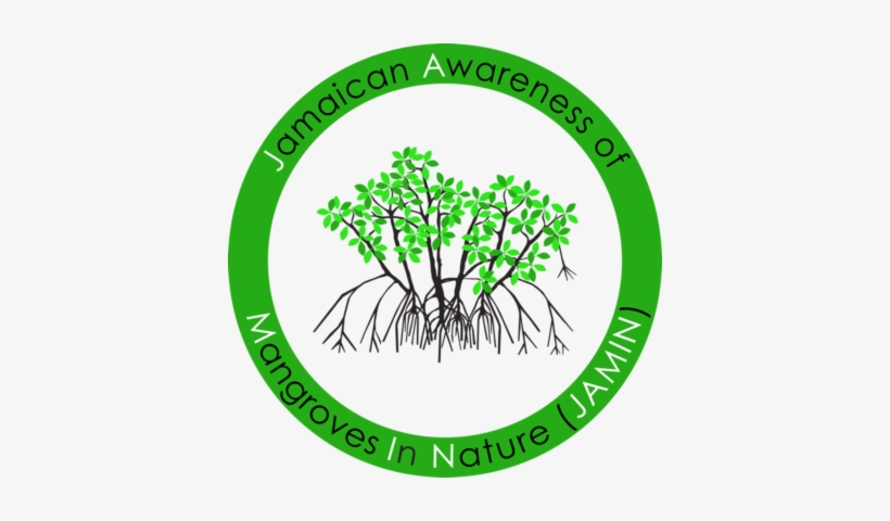 Jamaica Awareness Of Mangroves In Nature - Mangroves Tree Clip Art, transparent png