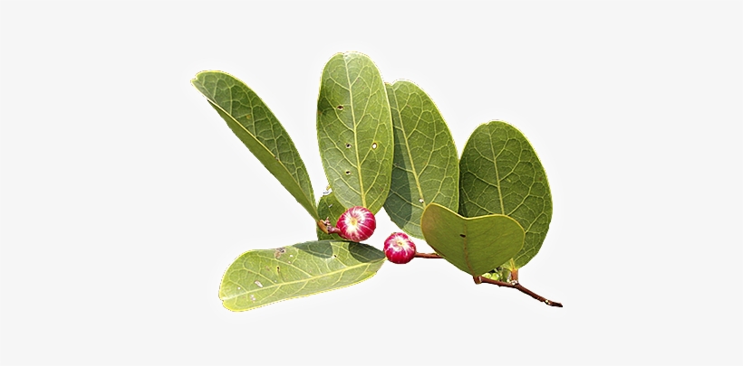 Mangrove Forests - Plant Species In Mangrove Forest, transparent png