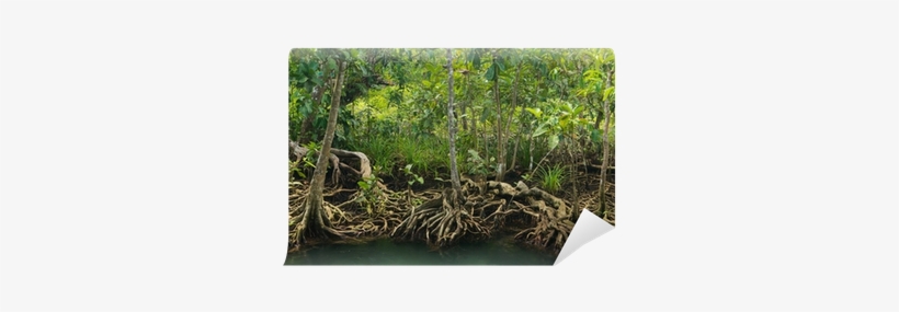 Mangrove, transparent png