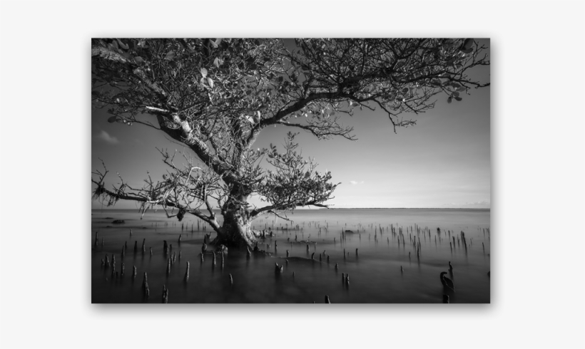 Mangrove Tree Of Kenawa Island - Birch, transparent png