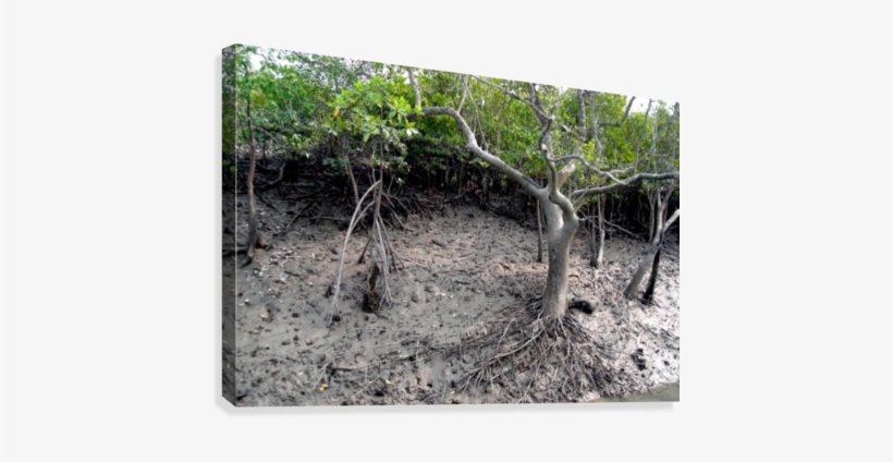 Mangrove Tree Canvas Print - Mangrove, transparent png