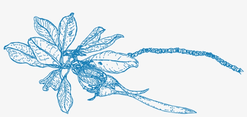 Illustration, transparent png