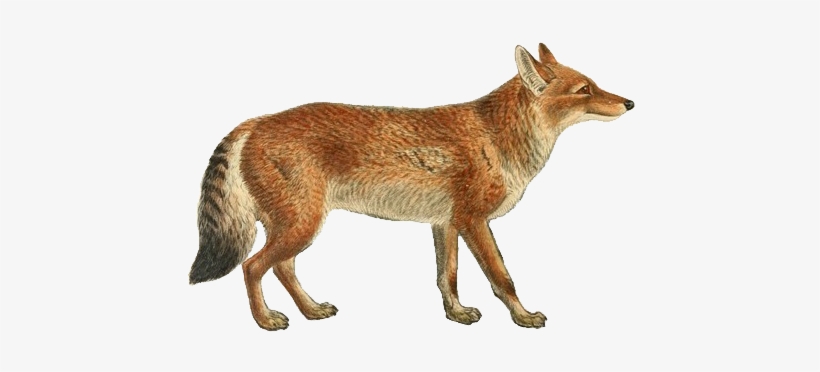 Dogs, Jackals, Wolves, And Foxes - Modelismo Pintar Caballos, transparent png