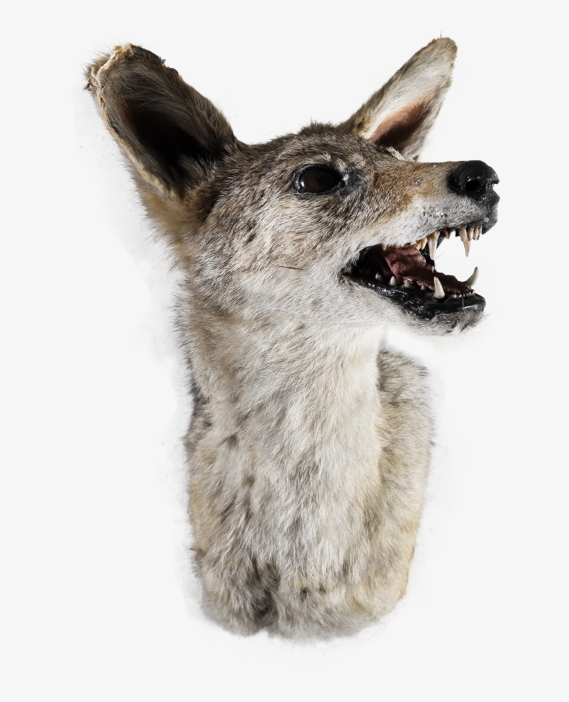 African Jackal Head Mount, transparent png