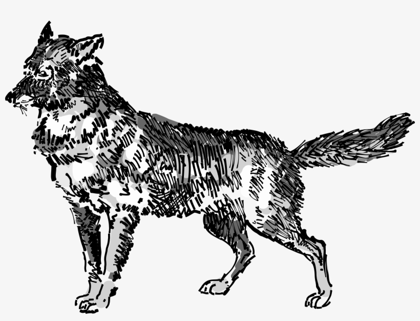Jackal Png, transparent png