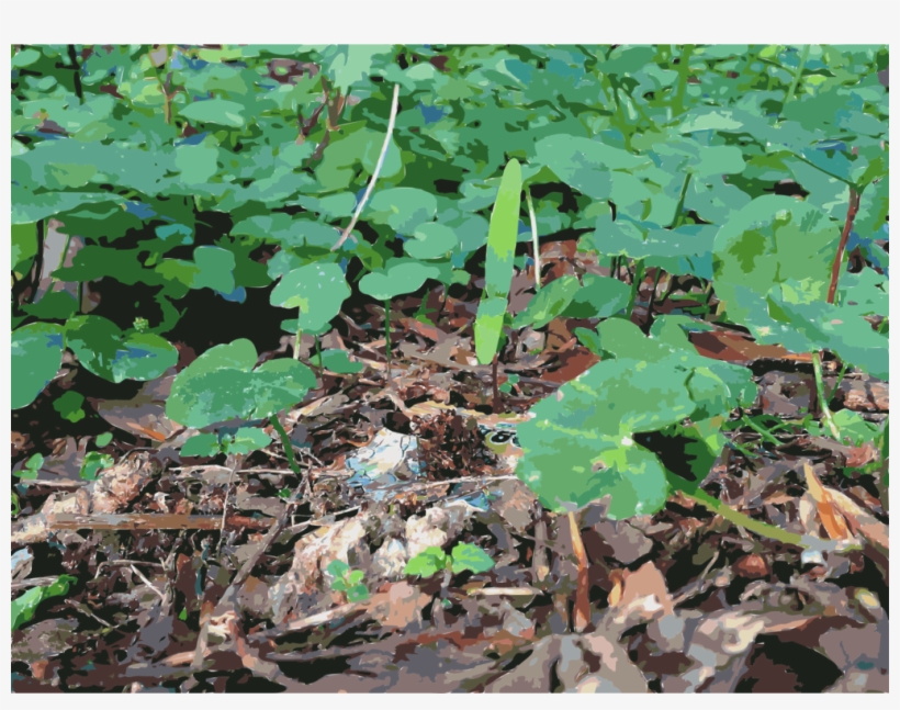 Leaf Soil Lawn Herb Groundcover - Soil, transparent png