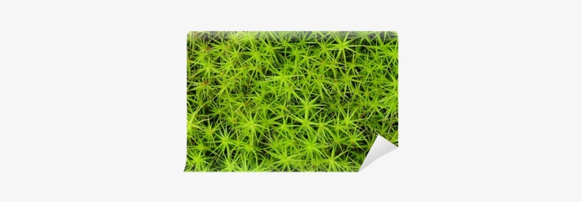 Close-up Of Princess Pine Groundcover Wall Mural • - Photograph, transparent png