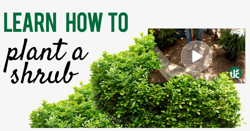 How To Plant A Shrub - Heartthrob; Paperback; Author - Suzanne Brockmann, transparent png