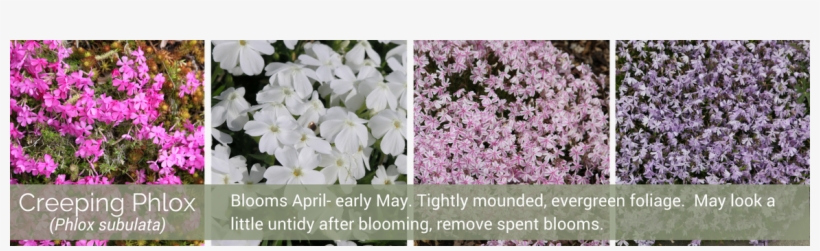 Creeping Phlox - Cherry Blossom, transparent png