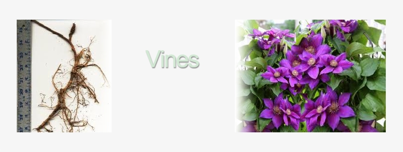 Bareroot Groundcovers Info - Periwinkle, transparent png