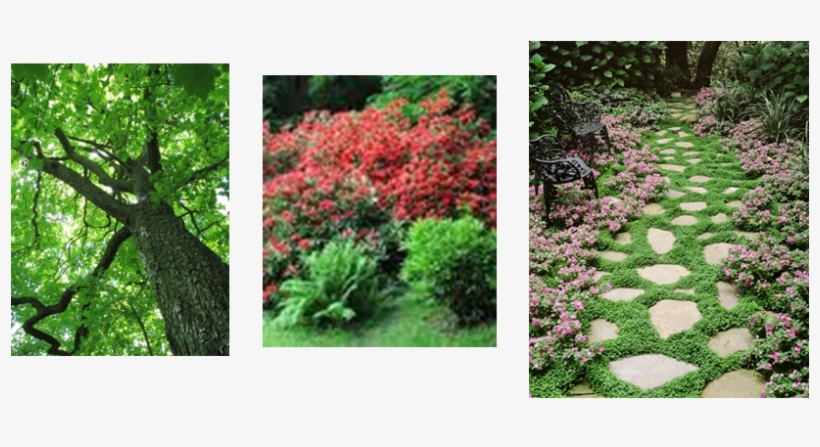 Cranbourne West Ps Photo - Ground Cover Plants, transparent png