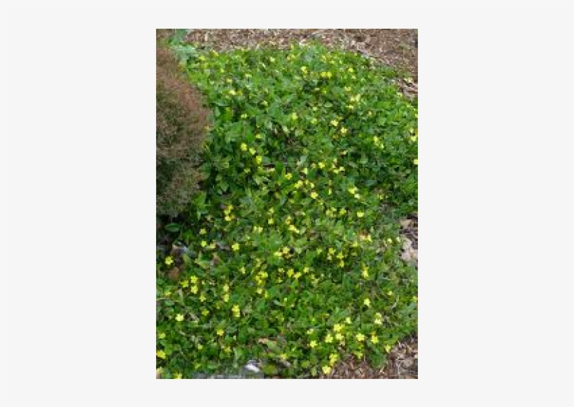 Goodenia Ovata Gold Cover - Goodenia Gold Cover, transparent png