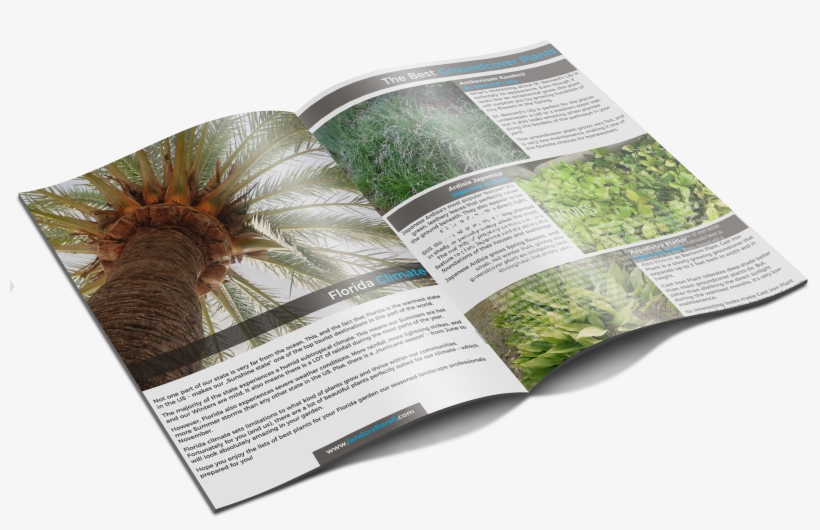 Get Your Free E-book - Leaning Against A Palm Tree Looking Up At The Sky Tropical, transparent png