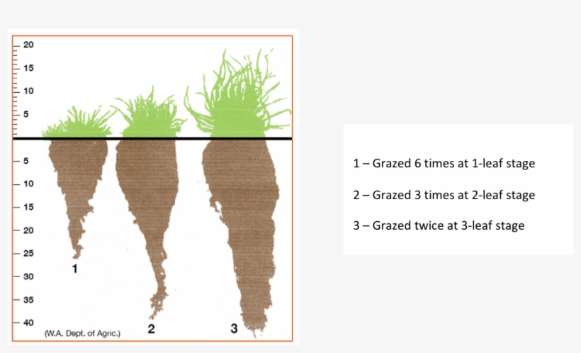 It Is Also Not Going To Produce Any Ground Cover - Animal, transparent png