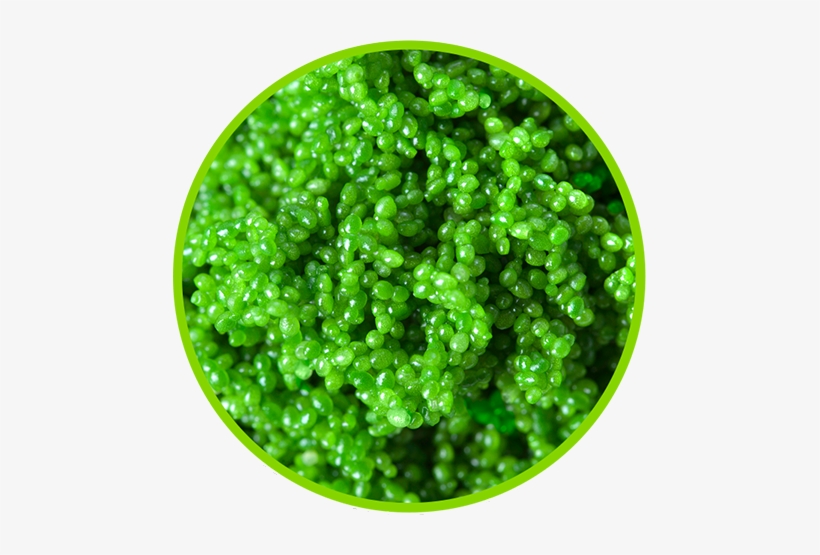 Get Our Weekly Highlights Directly In Your Inbox - Kahi Nam, transparent png