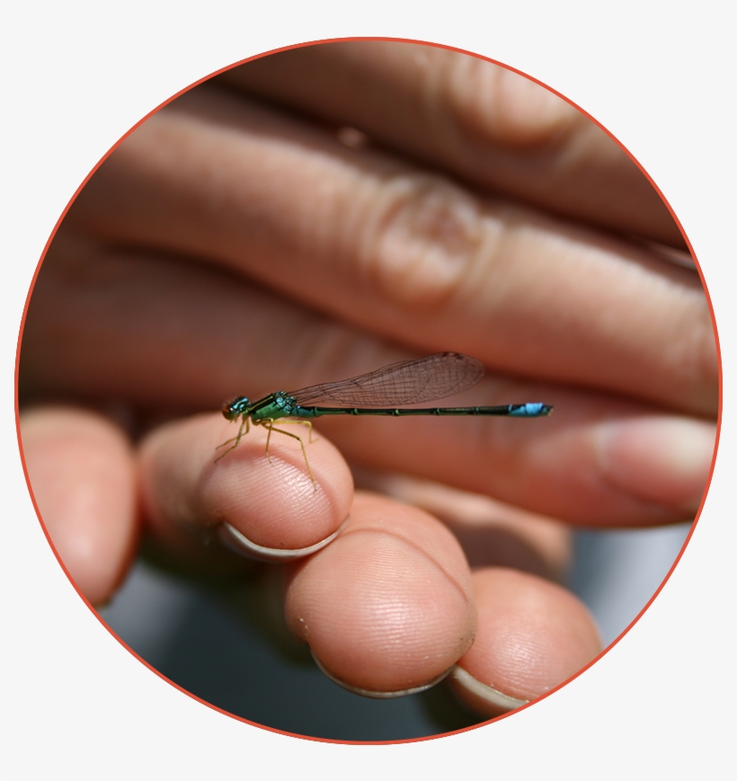 Dragonfly On Hand - Dragonflies And Damseflies, transparent png