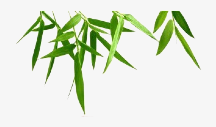Bamboo Leaf Transparent Background Transparent Background Bamboo Clipart 7x400 Png Download Pngkit