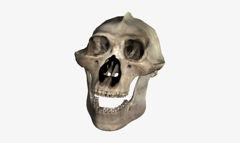 Skull-043 - Skull, transparent png