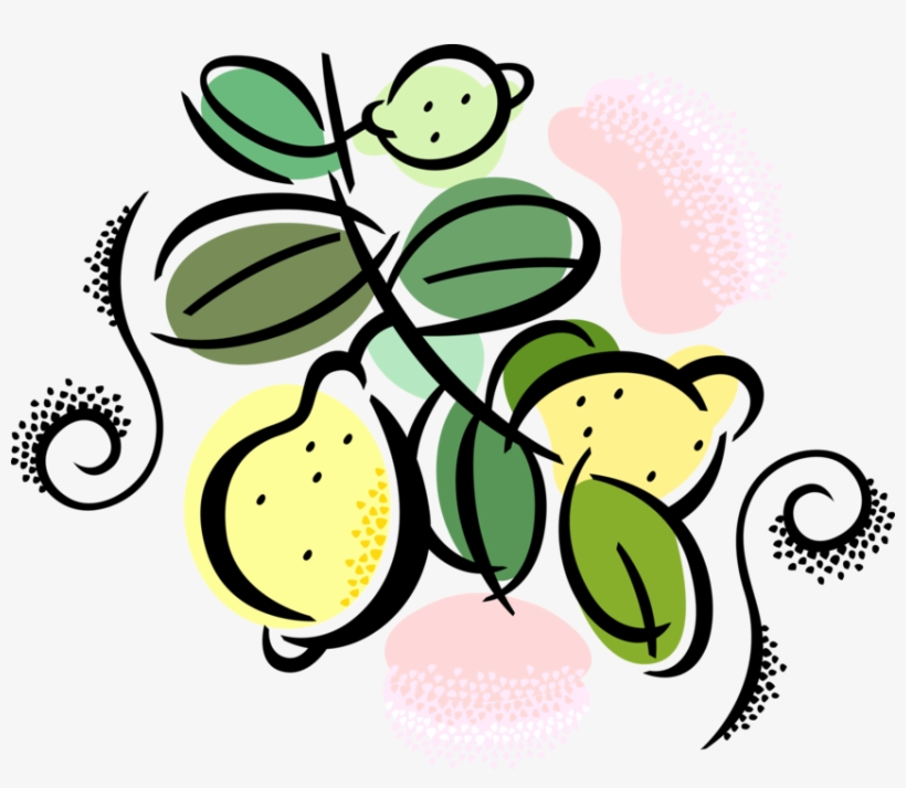 Vector Illustration Of Citrus Fruit Lemons Growing - Fruit Of The Holy Spirit, transparent png
