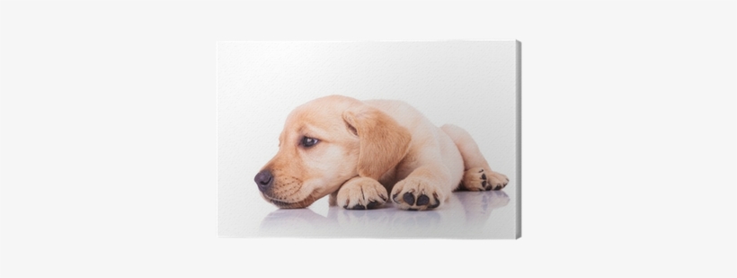 Sad Little Labrador Retriever Puppy Dog With Head On - Puppy Head In Paws, transparent png