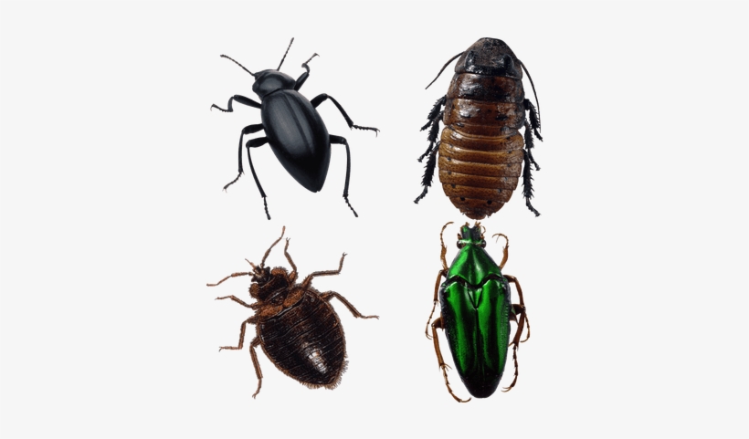 Bugs - Collins Gem 9780007146246 By Michael Chinery &, transparent png