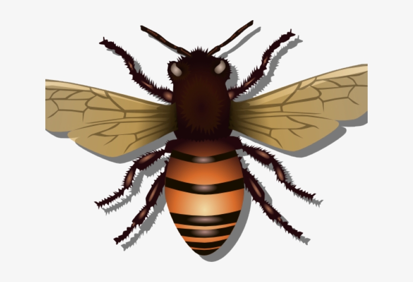 Bee Blue, transparent png