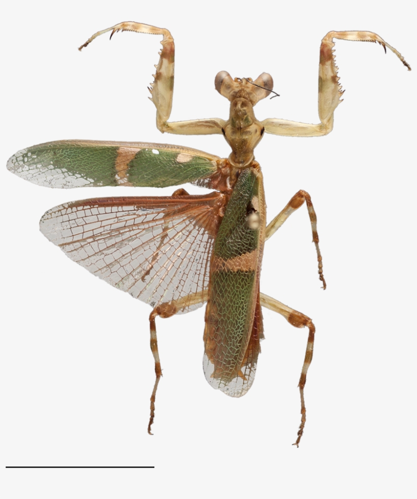Image Captions & Credits - Theopropus Elegans Png, transparent png