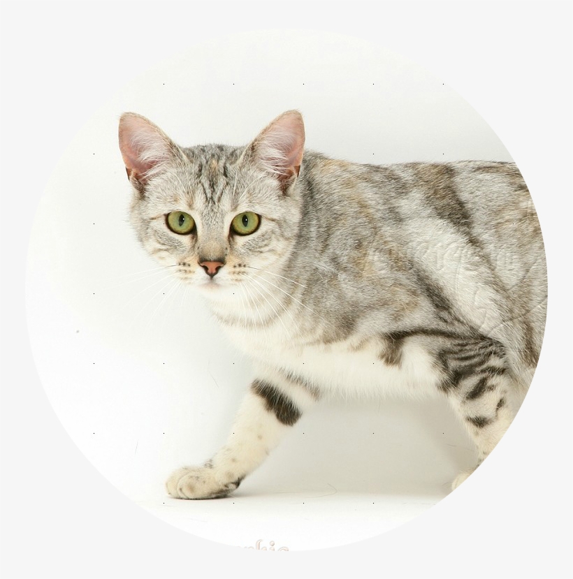 25241 Young Silver Tabby Cat White Background - Young Silver Tabby Cat, transparent png