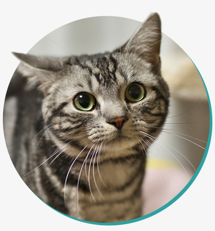 Domestic Shorthair - Funny Cat Png, transparent png