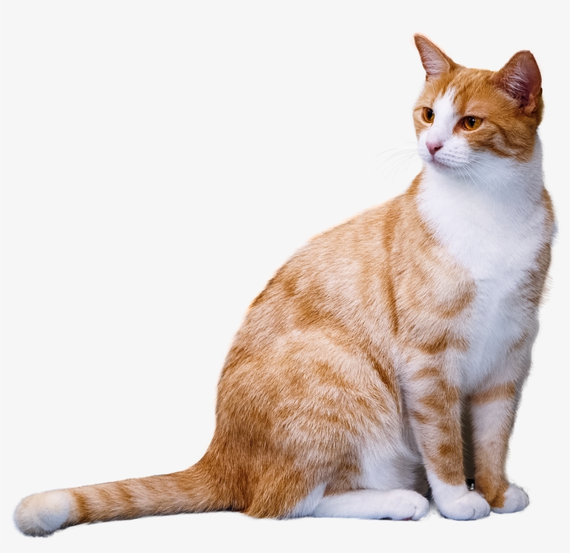 Cat Cats Tabbycat Tabby Orangetabby Petsandanimals - Draw And Write Journal For Kids: 8"x10" A Cute Book, transparent png
