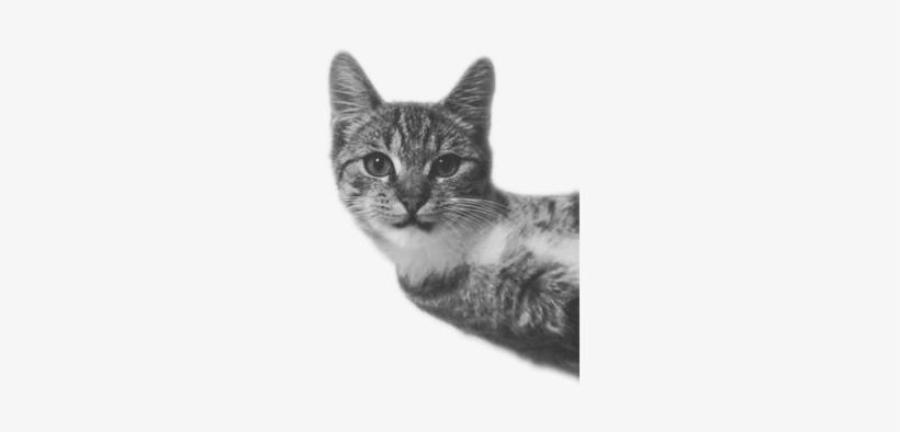 0 Replies 1 Retweet 0 Likes - Best Gift - Love Cat And Love Ed Hoodie/t-shirt/mug, transparent png