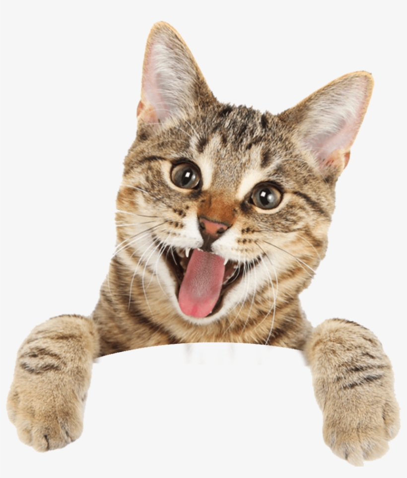 Cat - Happy Cat Royalty Free, transparent png