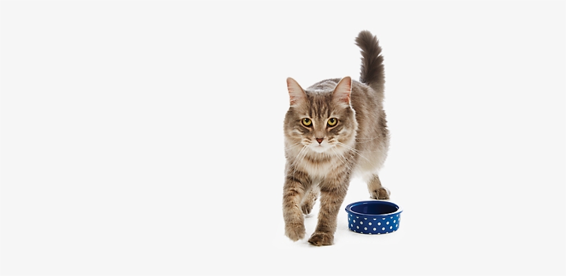 Cat Png - Asian Semi-longhair, transparent png