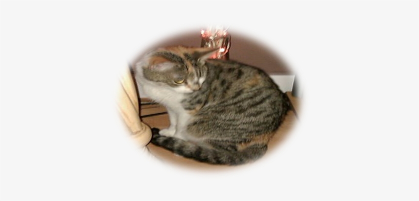 It Looks Like This - Domestic Short-haired Cat, transparent png
