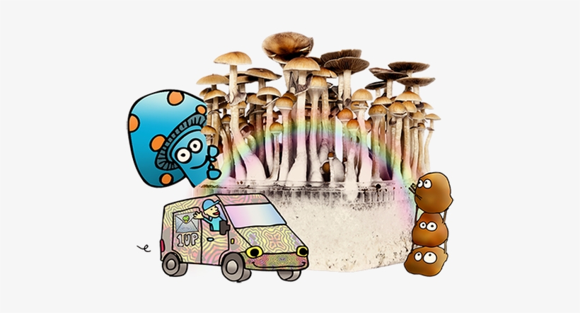 Magic Mushrooms Delivery - Buy Magic Mushrooms, transparent png