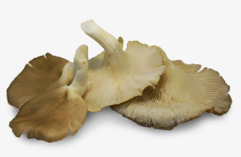 Oyster Mushrooms Naturally Produce Compounds Called - Oyster Mushroom Png Transparent, transparent png