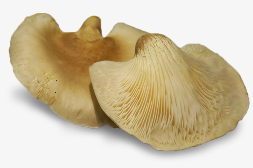 Abalone Mushrooms Also Contain Many Medicinal Properties - Abalone Mushroom, transparent png