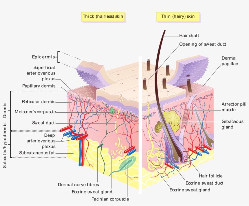 Skin Layers - Hair Follicle And Sebaceous Glands, transparent png