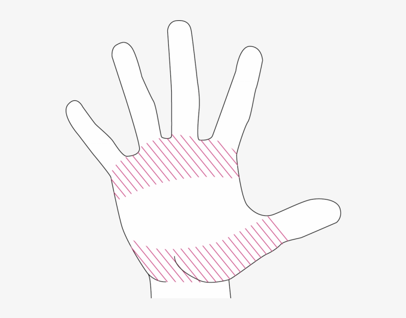 This Is Created By A Small Approximation Of The Metacarpals, transparent png