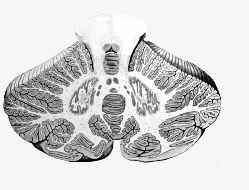 Cerebellum Cross-section, Without Labels - Cerebellum, transparent png