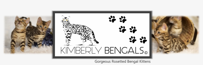 Kimberly Bengals Home - 3drose Dpp_174178_2 Image Of Home Is Where My Dog Is, transparent png
