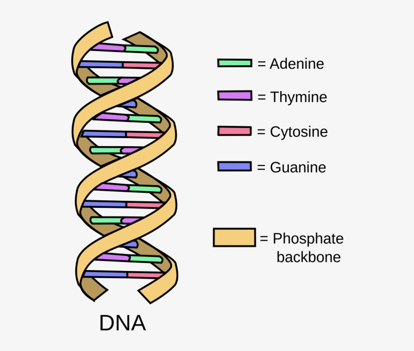 Download Transparent Dna Diagram - Simple Dna Structure - PNGkit