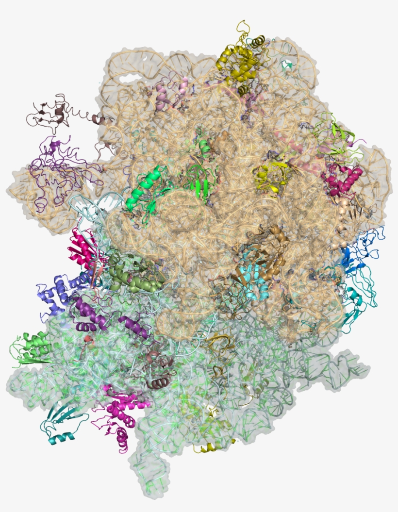 2wdi & 2wdg - Nobel Prize 2009 Chemistry, transparent png
