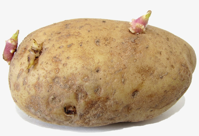 Potato, transparent png
