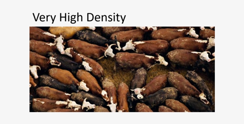 15 Steps To Success In Vhd - Feedlot, transparent png