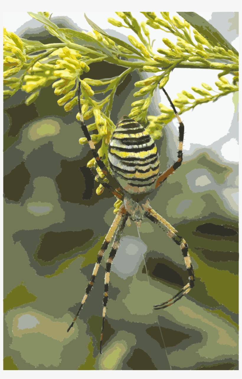 Download Yellow Black And White Spider Clipart Yellow - Yellow Black And White Spider, transparent png