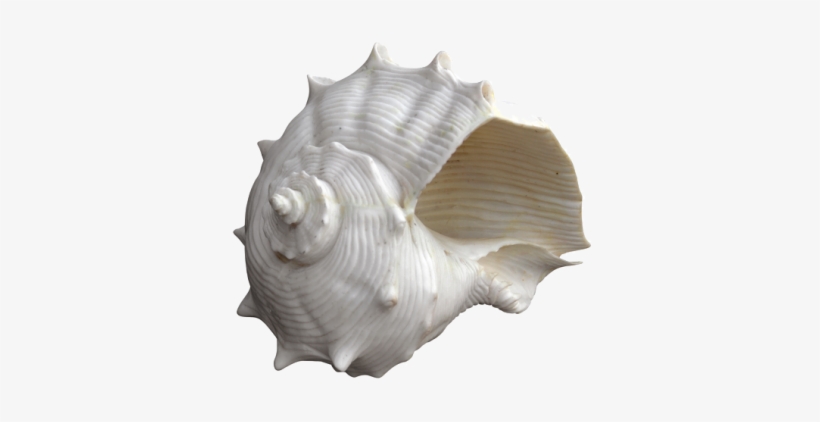 Fiji Ornament Vintage Gold - White Fiji Shell Oly Studio Decorative Ornament, transparent png